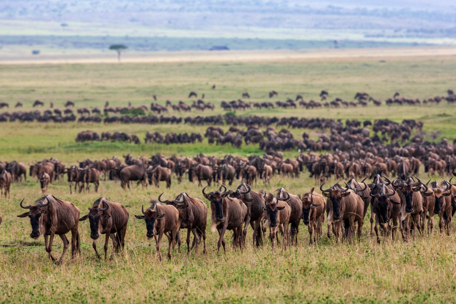 A herd of wildebeest is pictured in the Maasai Mara conservancies