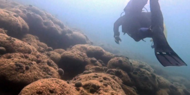 ŽRTVA KLIMATSKIH PROMJENA Umire najveći koraljni greben na Sredozemlju, onaj u Velikom mljetskom jezeru