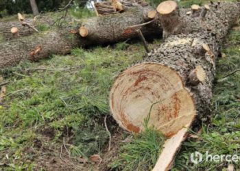 Zakon o šumama je spreman, što se čeka?