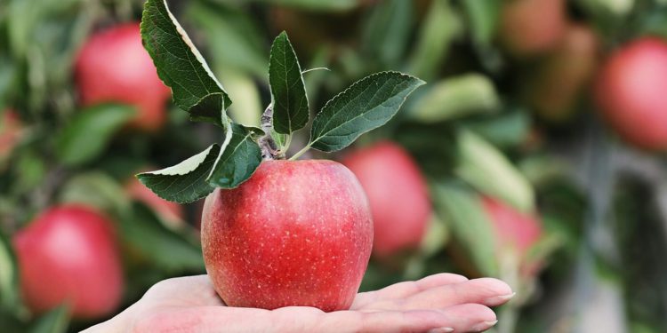Značajan pad uroda jabuka u Hrvatskoj, očekuje se rast maloprodajnih cijena