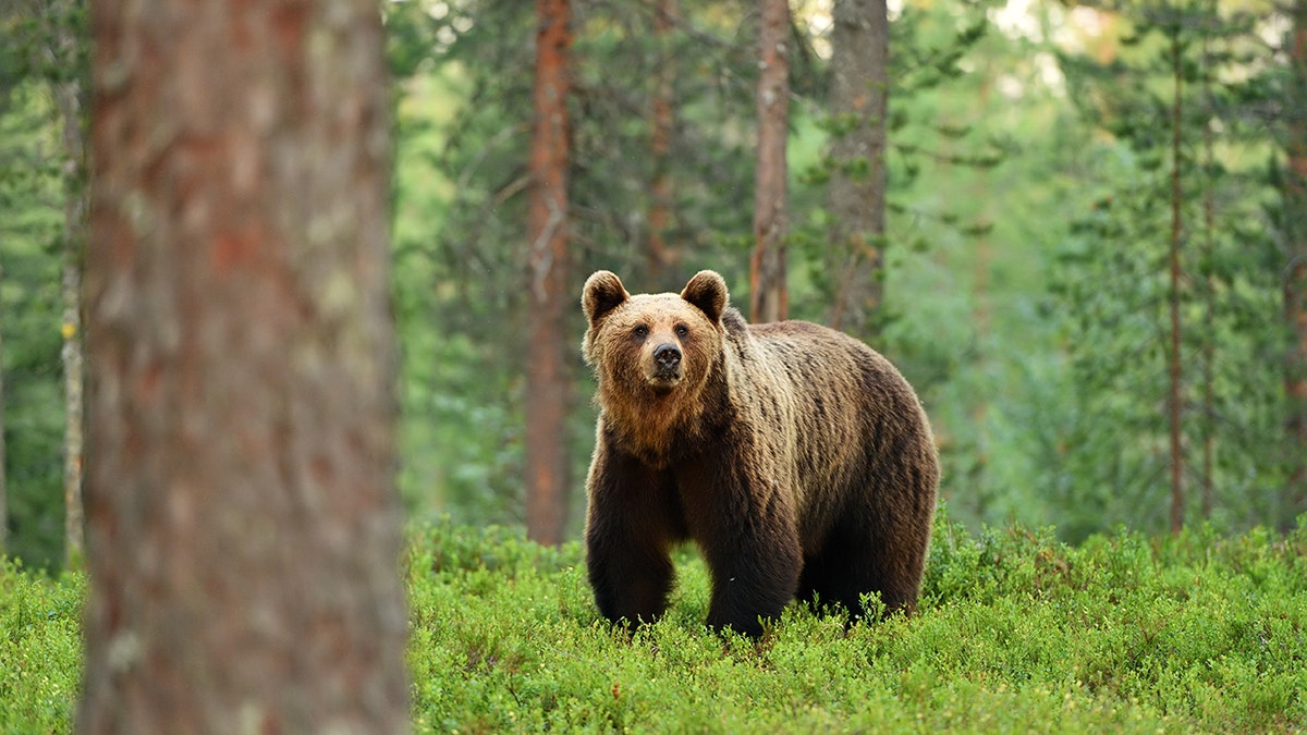 Smeđi medvjed (ursus arctos) u šumskom krajoliku