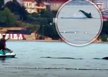 VIDEO Dupini su danas oduševili sve na rivi u Strožancu, no jedan muškarac napravio je nešto nedozvoljeno