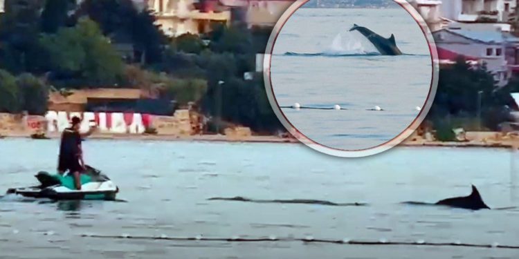 VIDEO Dupini su danas oduševili sve na rivi u Strožancu, no jedan muškarac napravio je nešto nedozvoljeno