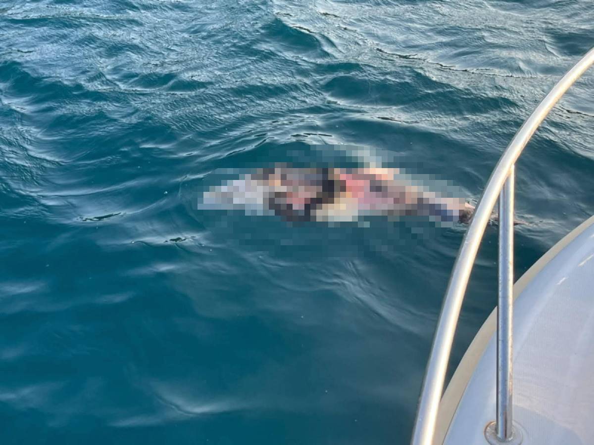 Policija istražuje smrt dupina u moru kod Splitskih vrata: "Postoje elementi kaznenog djela!"