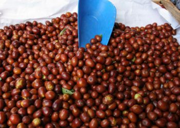 Na pijacu stiglo jesensko voće koje Šibenčani obožavaju. Cijena se penje i do osam eura: ‘Skupe su, ali ipak kupim’