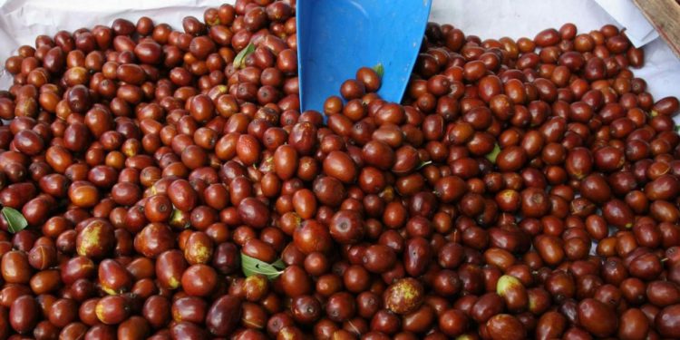 Na pijacu stiglo jesensko voće koje Šibenčani obožavaju. Cijena se penje i do osam eura: ‘Skupe su, ali ipak kupim’