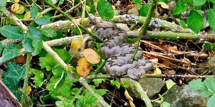 “Nije mi bilo svejedno, puls mi se udvostručio”: Dalmatinac opisao susret s poskokom