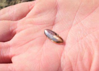 Obiteljski posjet državnom parku otkriva 3-karatni dijamant vrijedan tisuće