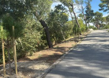 Prvi koraci obnove: Zasađeno 50 stabala na Marjanu