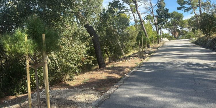 Prvi koraci obnove: Zasađeno 50 stabala na Marjanu