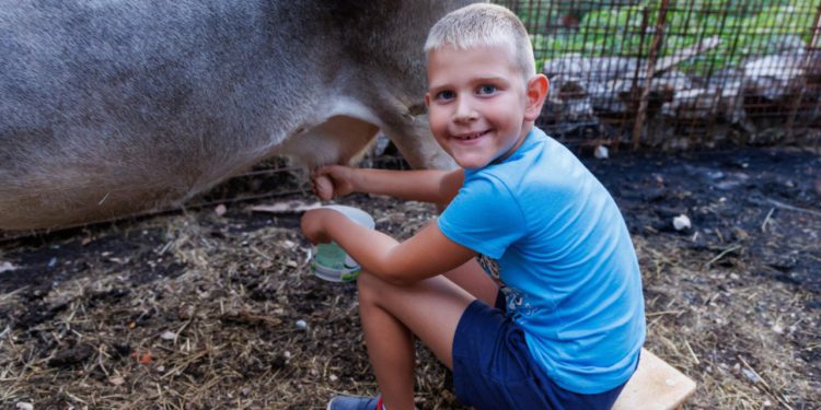 Slobodna Dalmacija – Ivan (7) iz Zagvozda čudo je od djeteta! Dok drugi spavaju, on muze kravu: ‘Biža sam iz vrtića da bi iša svojoj Mrkovi’