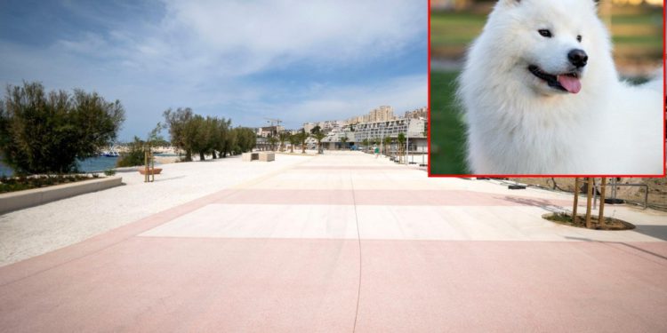 Slobodna Dalmacija – Splićanka rolala dok pred nju nije izletio samojed. Pala i izgubila pet zubi! Sada moli za…