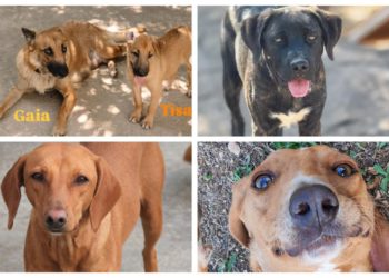 Slobodna Dalmacija – Zašto baš njih nitko ne želi? Pokušajte ostati ravnodušni na njihove priče, neki od njih jedva su preživjeli okrutnost