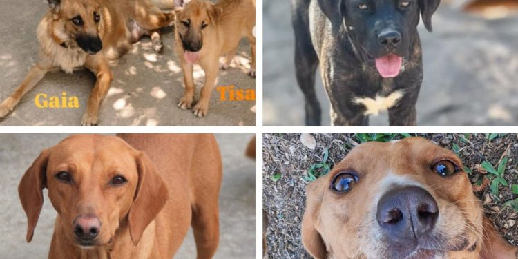 Slobodna Dalmacija – Zašto baš njih nitko ne želi? Pokušajte ostati ravnodušni na njihove priče, neki od njih jedva su preživjeli okrutnost