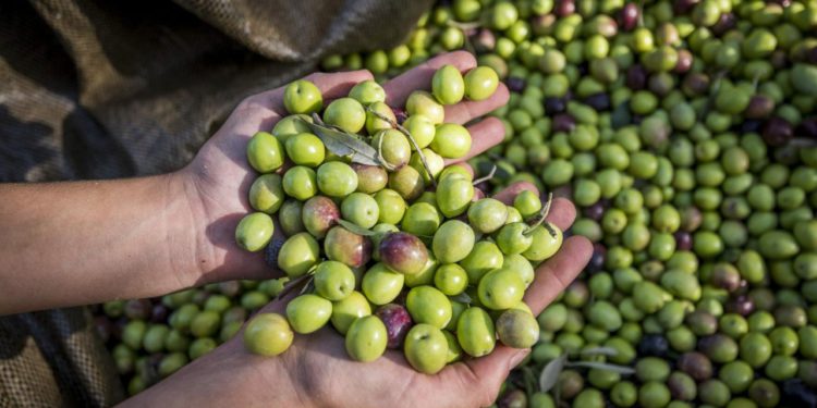 Stigla je treća preporuka Ministarstva: Pripremite se, berba bi trebala ove godine ranije početi!