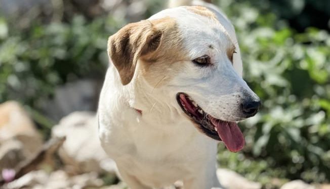 Tvrtko iz Dubrovnika traži dom!