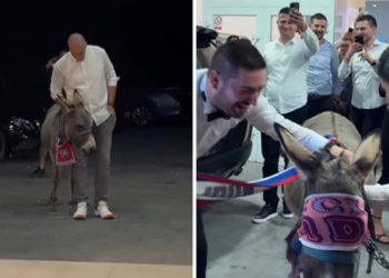 VIDEO Na svadbi kod Mostara pojavio se magarac, kum je za iznenađenje imao dobar razlog