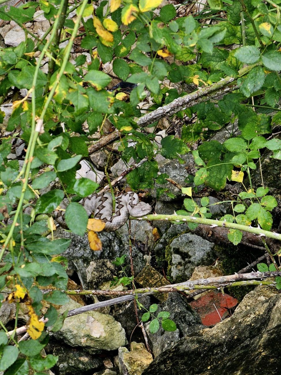 poskok  1