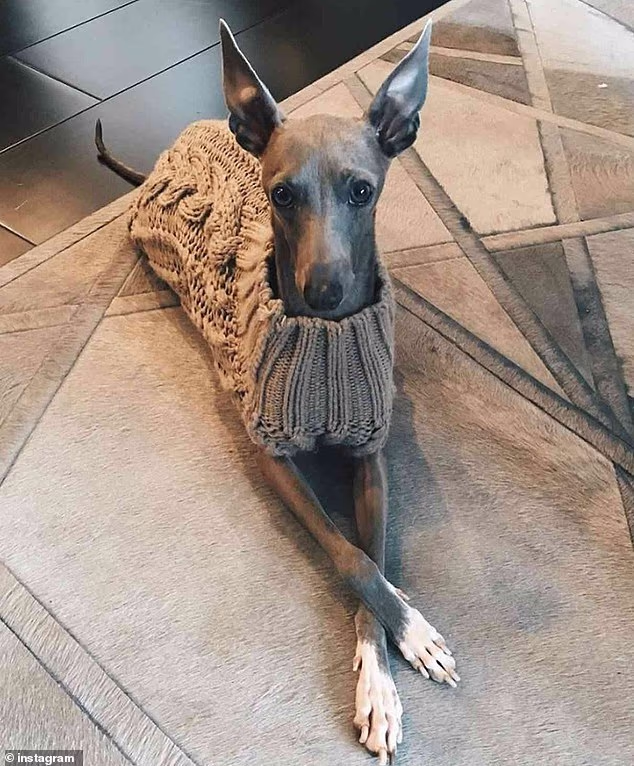 Kyliena nedavna objava dolazi samo dan nakon što je otkrila da je njezin voljeni pas Norman - talijanski hrt - preminuo u dobi od skoro 13 godina