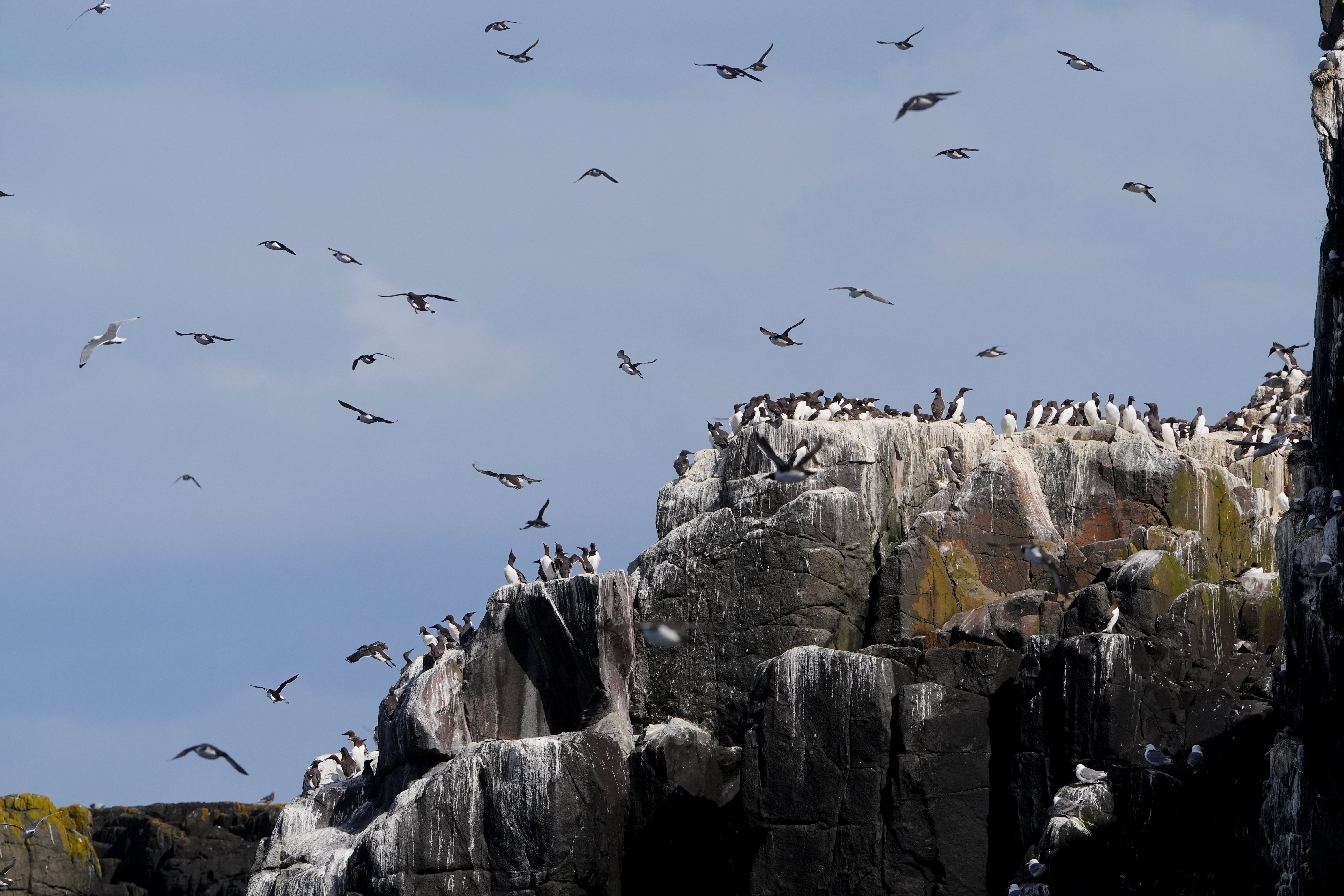 More ptice su zabilježile major smanjenja u posljednjih pet godina, kao rezultat ptičje gripe na vrhu drugih pritisaka
