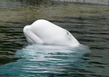 Ako Vlada ne pristane na naše uvjete…!