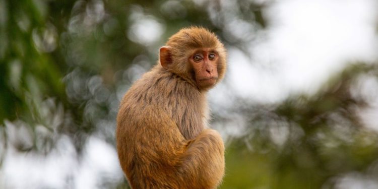 Američka policija ubija ‘opasne’ odbjegle laboratorijske majmune — RT World News