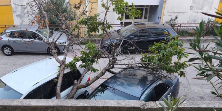 Bura u Šibeniku odlomila stablo koje je palo na automobile