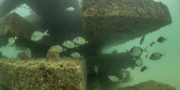 ČUVA RIBE OD PREDATORA Podvodna struktura u sklopu projekta održive akvakulture u Savudrijskoj vali