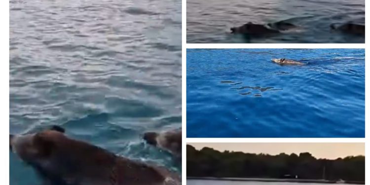 Divlje svinje van kontrole, plivaju u Istri i kod Malog Lošinja, tumaraju okolicom Dubrovnika i Rijeke…