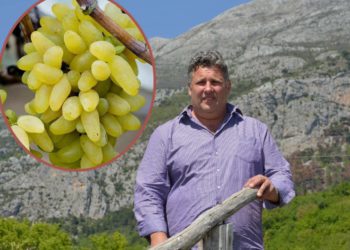 Dubrovačka vlastela ‘skrivala’ se u njezinom hladu: jedna loza krivaje pokrije 20 ‘kvadrata’ odrine