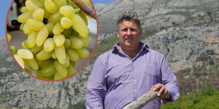 Dubrovačka vlastela ‘skrivala’ se u njezinom hladu: jedna loza krivaje pokrije 20 ‘kvadrata’ odrine