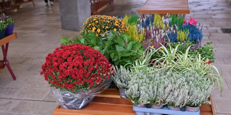 Dubrovački – Dubrovački proizvođači, berači i cvjećari spremni su za blagdane: što se više isplati