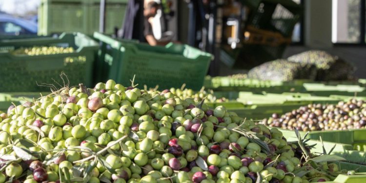 Evo koliko je trenutačno ulja u maslinama, iz Ministarstva savjetuju: Krenite u berbu oblice i istarske bjelice!
