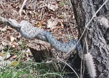 FOTO Uočen poskok u omiškom zaleđu. Da ti srce stane