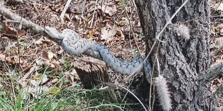 FOTO Uočen poskok u omiškom zaleđu. Da ti srce stane