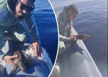 FOTO/VIDEO Pogledajte kako je nautičar iz Komiže spasio malu kornjaču iz plutajuće mreže