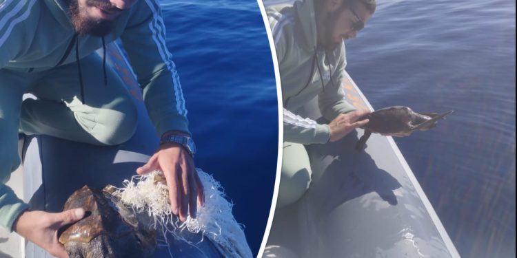 FOTO/VIDEO Pogledajte kako je nautičar iz Komiže spasio malu kornjaču iz plutajuće mreže