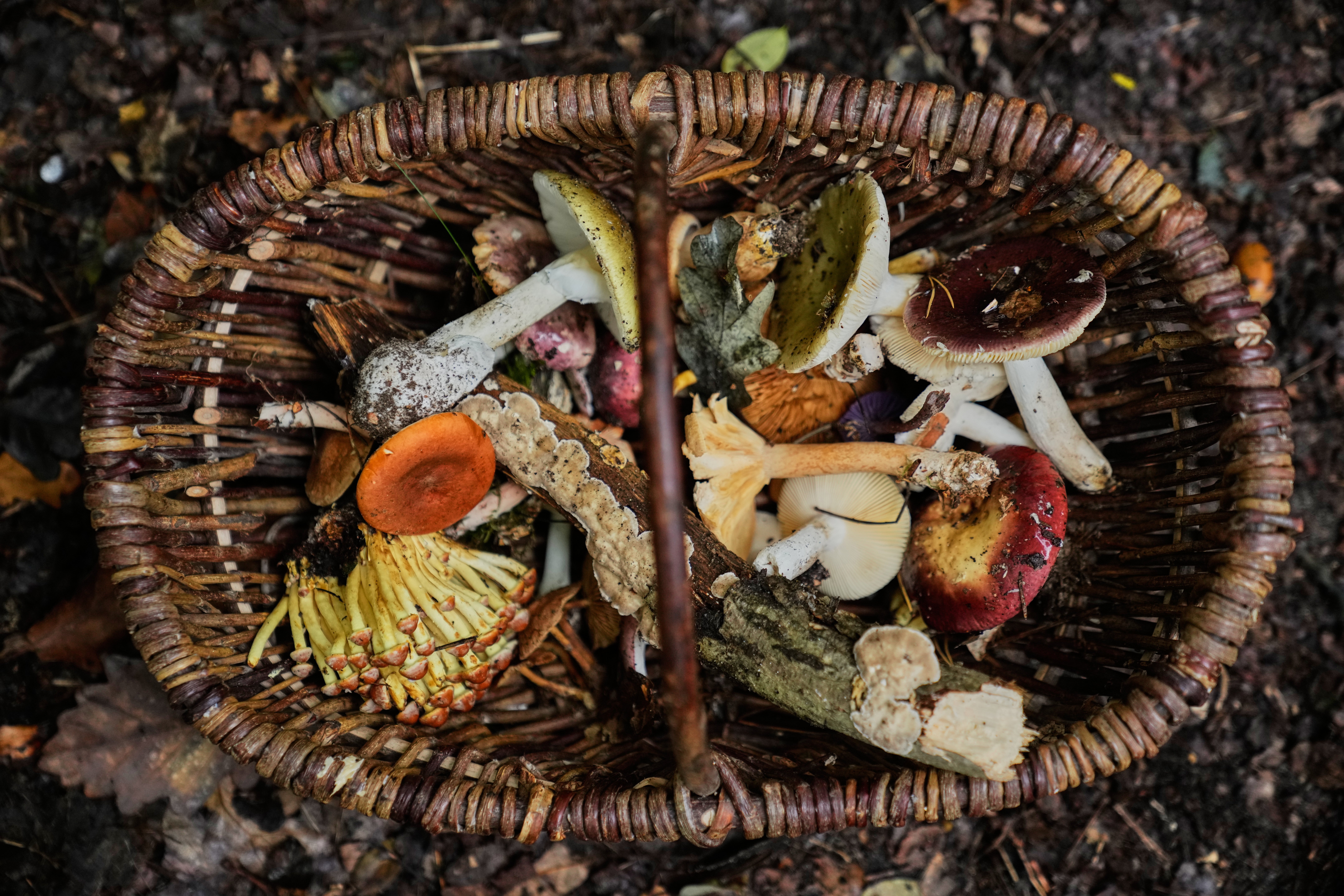 Širom Njemačke tradicionalna šumska umjetnost lova na gljive uživa u oživljavanju, nahranjenih koronavirusnim pandemijskim ograničenjima