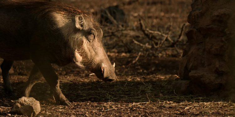 ISTRA Budite oprezni u prometu, zabilježeno šest naleta na divljač u nešto više od 24 sata!