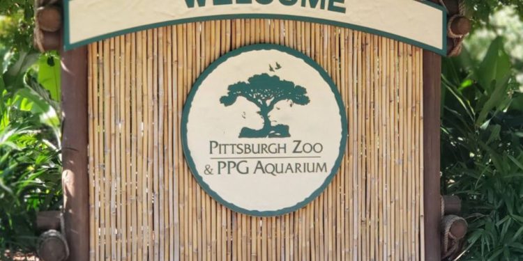 Influencer je zamalo postao ‘hrana za slonove’ nakon što je uskočio u nastambu za životinje u zoološkom vrtu u Pittsburghu