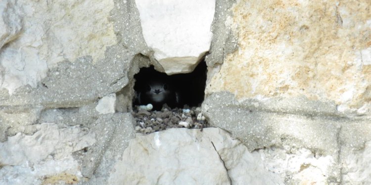 Jedino se u Dubrovniku čiopa gnijezdi i na zgradama: arhitekti, građevinska vam visi bez novog gnijezda!