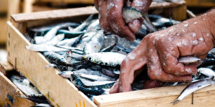 Unatoč lovostaju u pet zona, na ribarnicama ima srdela i inćuna – Ribari nezadovoljni: "Moramo ići na udaljene pošte, a to poskupljuje sve…"