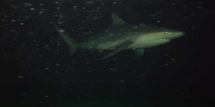 Kameru s kruzera usred noći spustio u tamu oceana