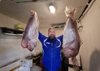 Kapitalni zubaci s Hvara stigli na Peškariju – komadi i do 12 kila!