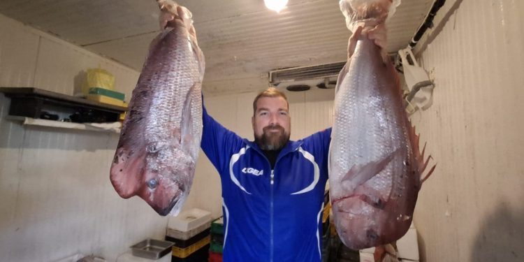 Kapitalni zubaci s Hvara stigli na Peškariju – komadi i do 12 kila!