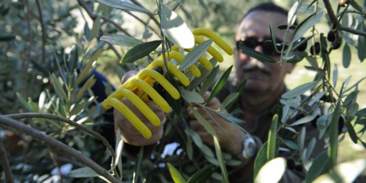 Liječnik i poznati maslinar Ivica Vlatković upozorava na opasnosti u berbi maslina: zaštitite se i nosite naočale!