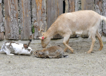 Mini koza uzvratila djetetu u zagrebačkom ZOO-u: Nevjerojatno je što su roditelji učinili