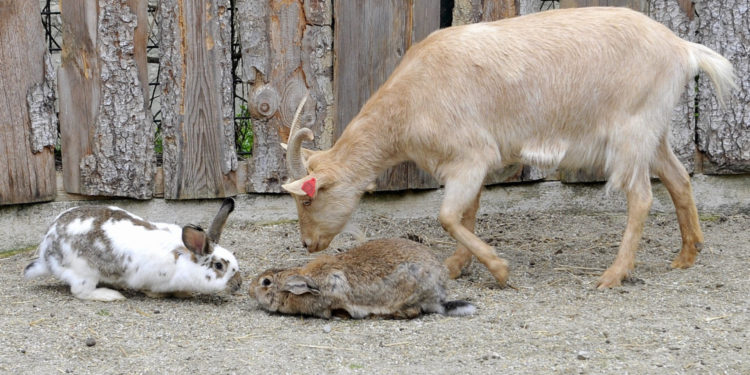 Mini koza uzvratila djetetu u zagrebačkom ZOO-u: Nevjerojatno je što su roditelji učinili
