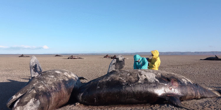 Misterij dok je 26 kitova ubojica isplivalo mrtve na plažu bez znakova ozljeda