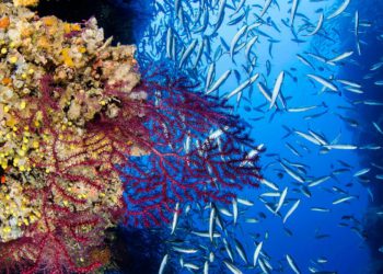 More pod budnim okom satelita